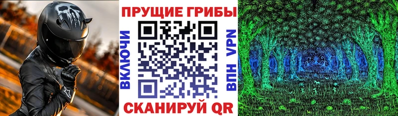сколько стоит  мега   Псилоцибиновые грибы Cubensis  Змеиногорск 